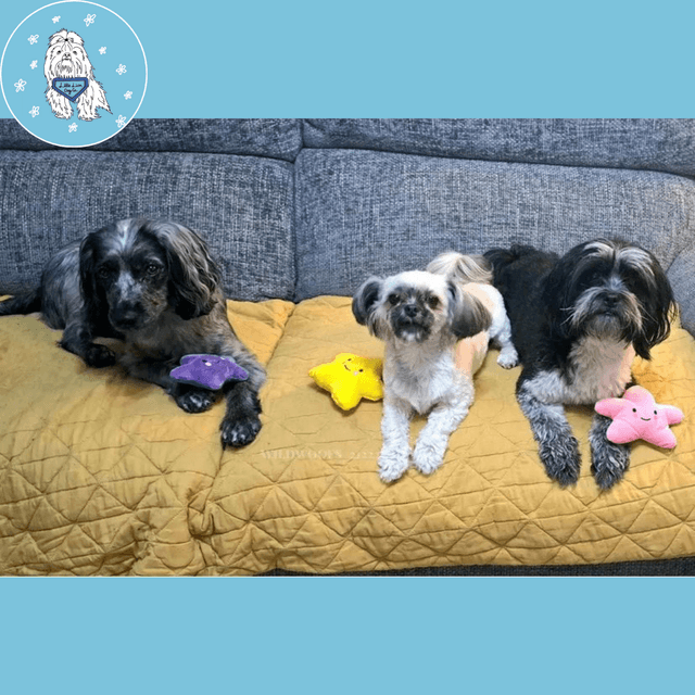 Snuggly Stars Dog Toys 