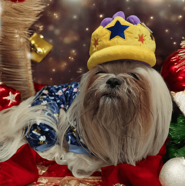 P.L.A.Y. Party Crown Plush Dog Toy